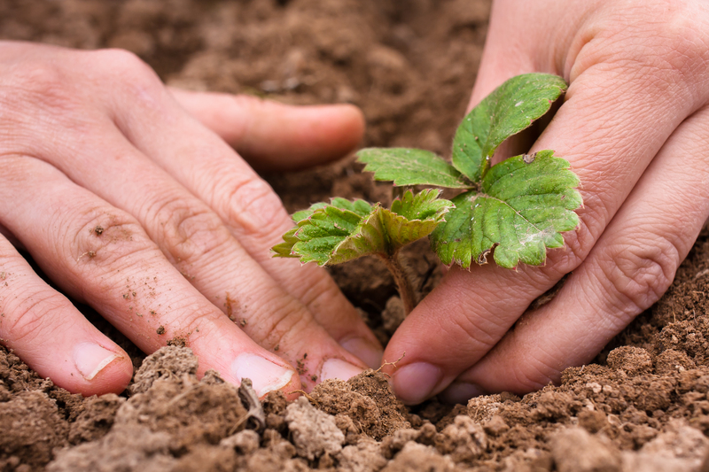 Lawn mowing lawn care